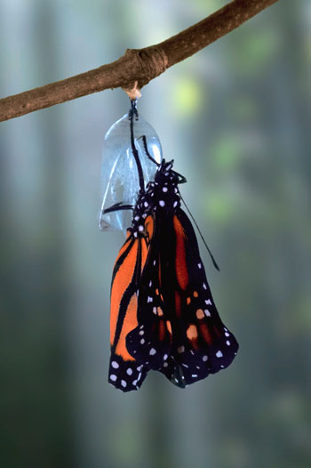 Butterfly and Chrysalis